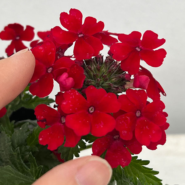 バーベナ:マジェラナ レッド3.5号ポット