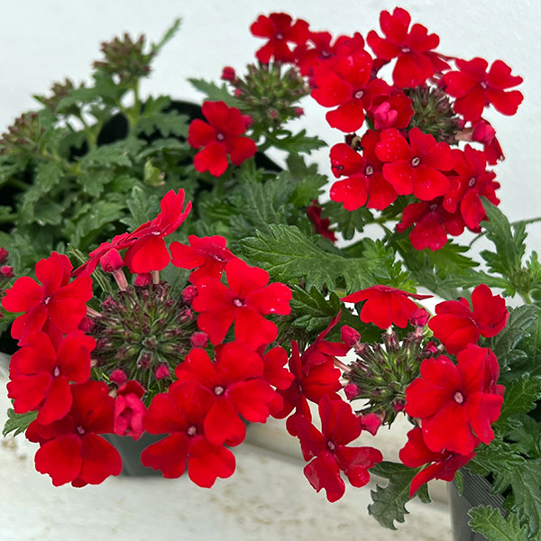 バーベナ:マジェラナ レッド3.5号ポット