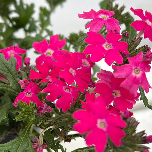 バーベナ:マジェラナ ディープローズ3.5号ポット