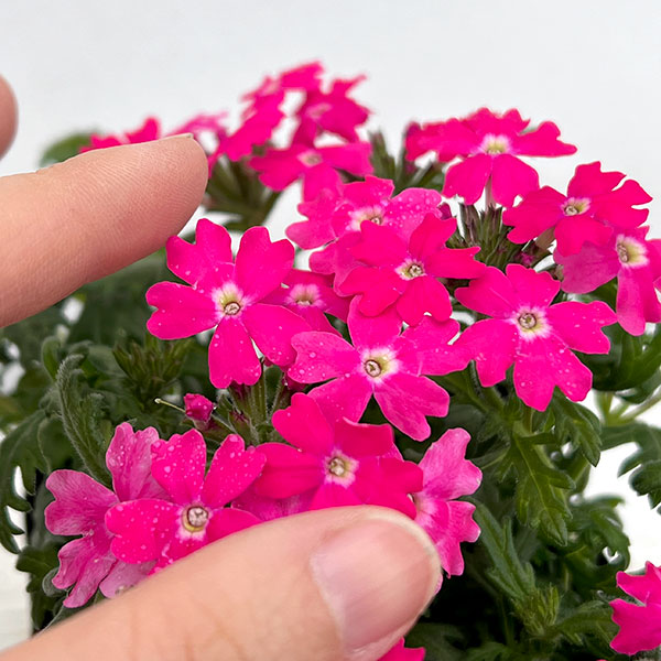 バーベナ:マジェラナ ディープローズ3.5号ポット