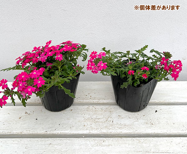 バーベナ:マジェラナ ディープローズ3.5号ポット