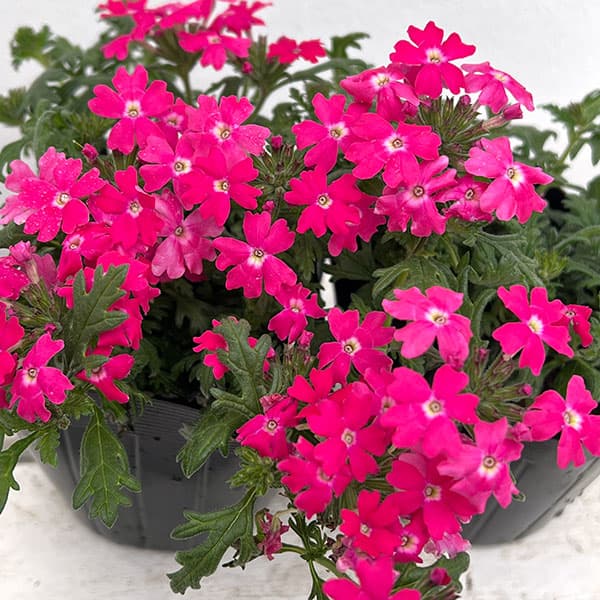 バーベナ:マジェラナ ディープローズ3.5号ポット