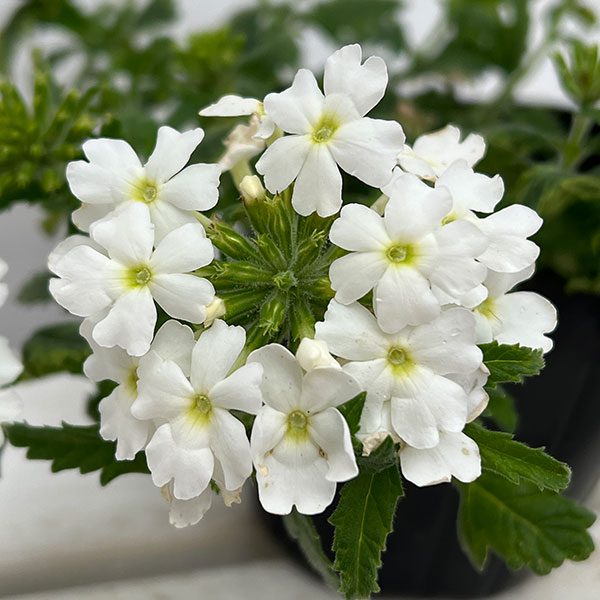 バーベナ:マジェラナ ホワイト3.5号ポット