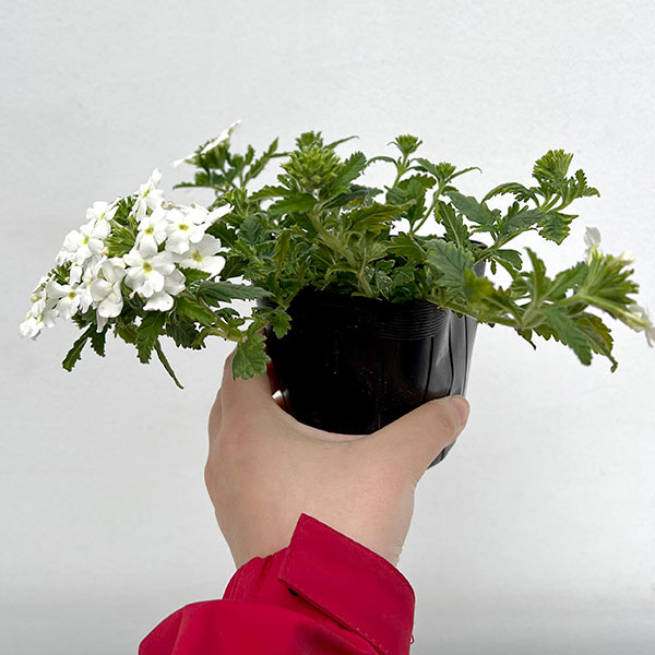 バーベナ:マジェラナ ホワイト3.5号ポット