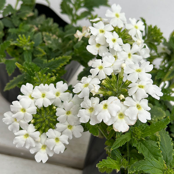 バーベナ:マジェラナ ホワイト3.5号ポット