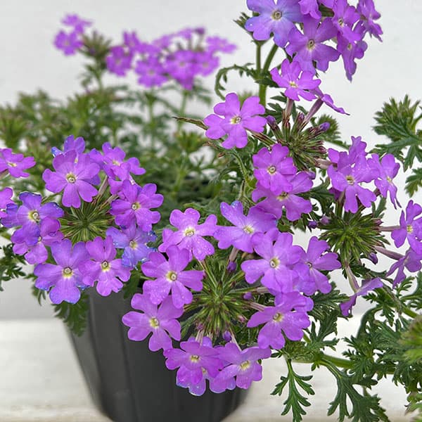 バーベナ:マジェラナ ライラック3.5号ポット