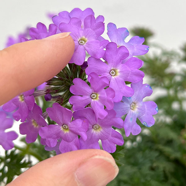 バーベナ:マジェラナ ライラック3.5号ポット