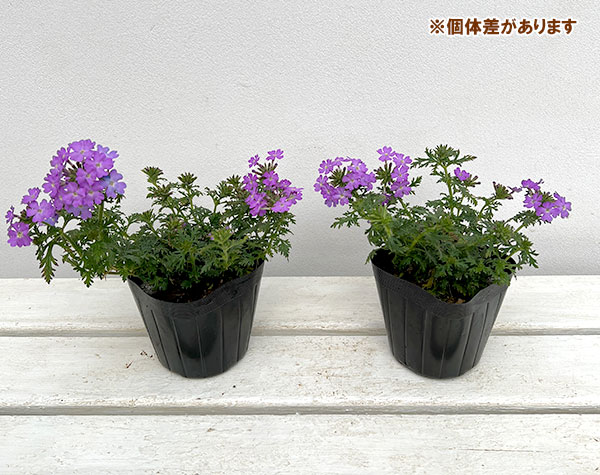 バーベナ:マジェラナ ライラック3.5号ポット