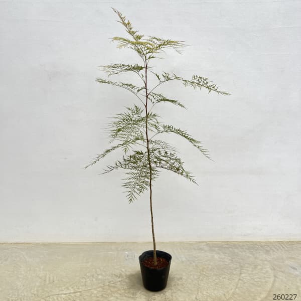 グレビレア：ロブスタ 5号ポット