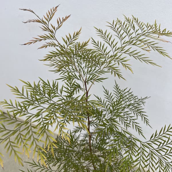 グレビレア：ロブスタ 5号ポット