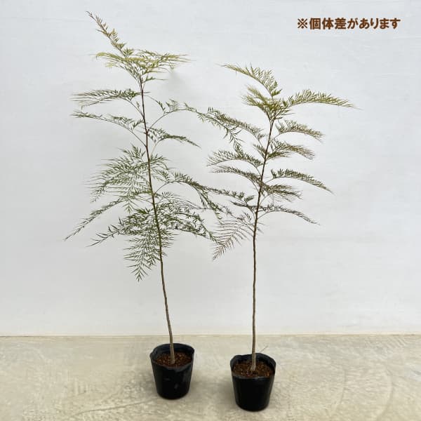 グレビレア：ロブスタ 5号ポット