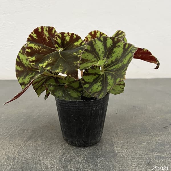 レックスベゴニア:ズンバ 2.5号ポット