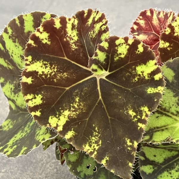 レックスベゴニア:ズンバ 2.5号ポット