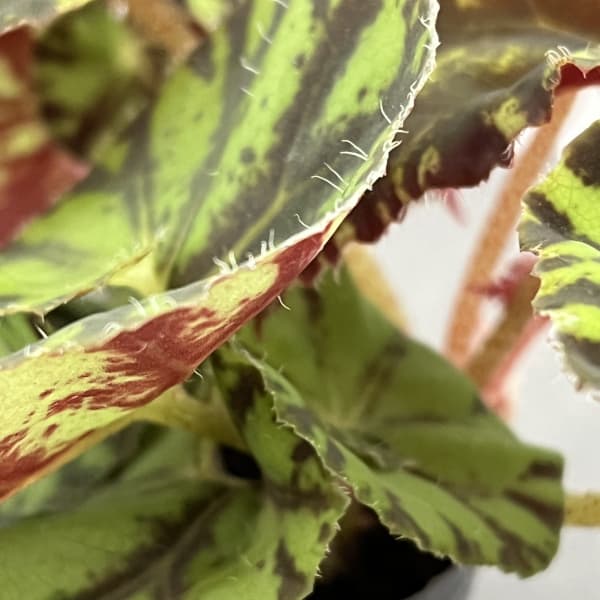 レックスベゴニア:ズンバ 2.5号ポット