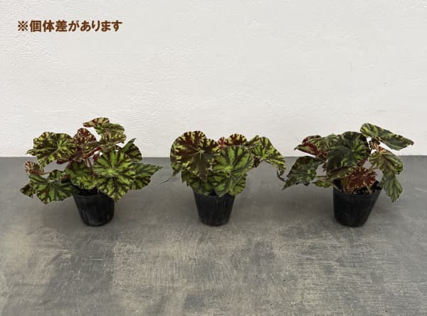 レックスベゴニア:ズンバ 2.5号ポット