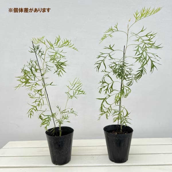 グレビレア:ピーチズアンドクリーム4-4.5号ポット