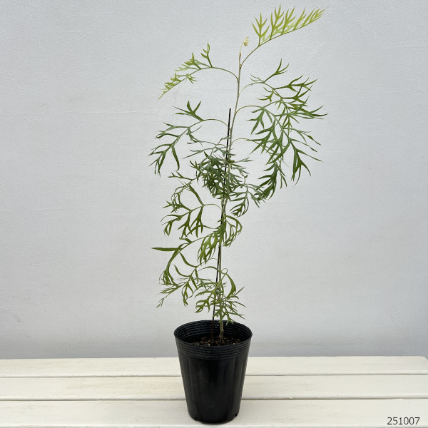 グレビレア:ピーチズアンドクリーム4-4.5号ポット