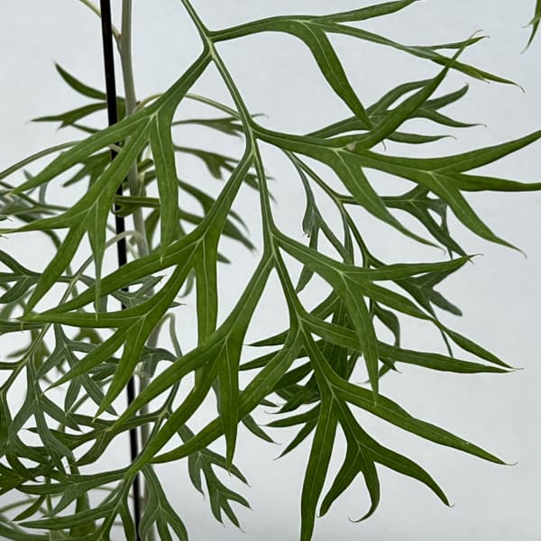 グレビレア:ピーチズアンドクリーム4-4.5号ポット