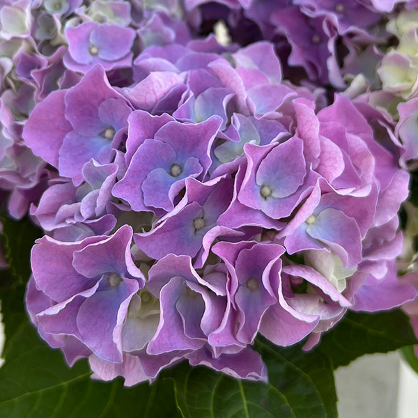 園芸ネット本店｜アジサイ：ピーチシュシュ5号鉢植え（開花終了） の