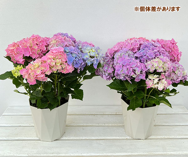 園芸ネット本店｜アジサイ：ピーチシュシュ5号鉢植え（開花終了） の