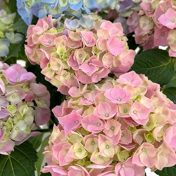 園芸ネット本店｜アジサイ：ハイリバーオーロラ5号鉢植え（開花終了