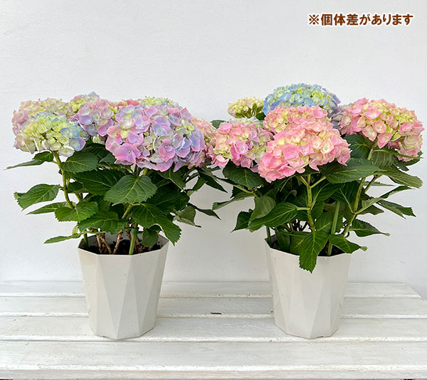 アジサイ：ハイリバーオーロラ5号鉢植え（開花終了）