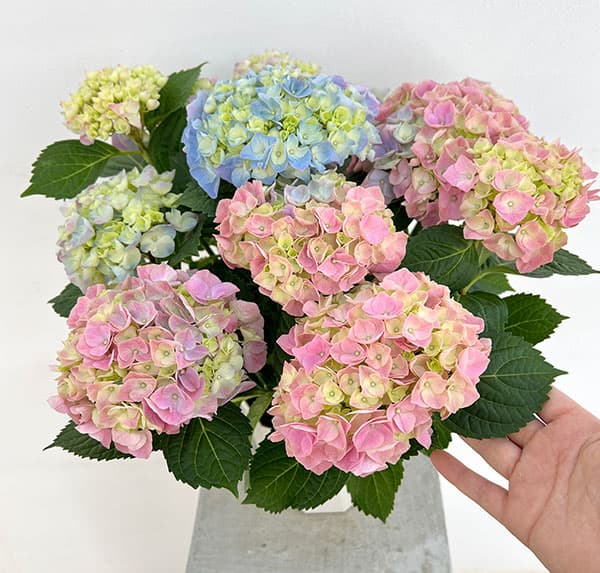 あじさい専用ページ アジサイ：ハイリバーオーロラ5号鉢植え（開花終了） の通販