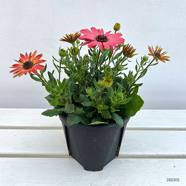 オステオスペルマム:トレードウィンズ テラコッタ5号鉢植え