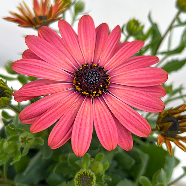 オステオスペルマム:トレードウィンズ テラコッタ5号鉢植え