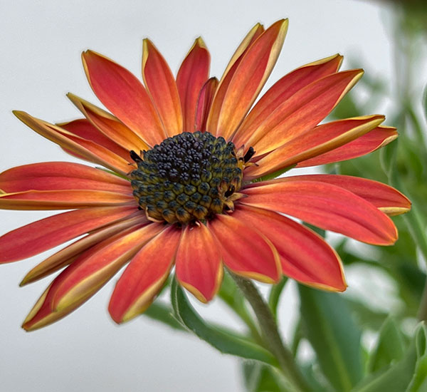 オステオスペルマム:トレードウィンズ テラコッタ5号鉢植え