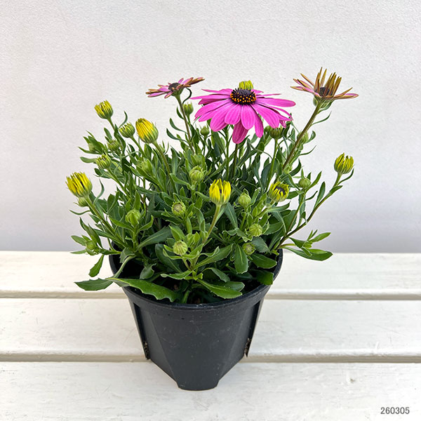 オステオスペルマム:トレードウィンズ ライトパープル5号鉢植え