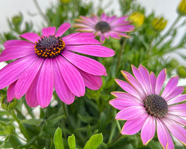 オステオスペルマム:トレードウィンズ ライトパープル5号鉢植え