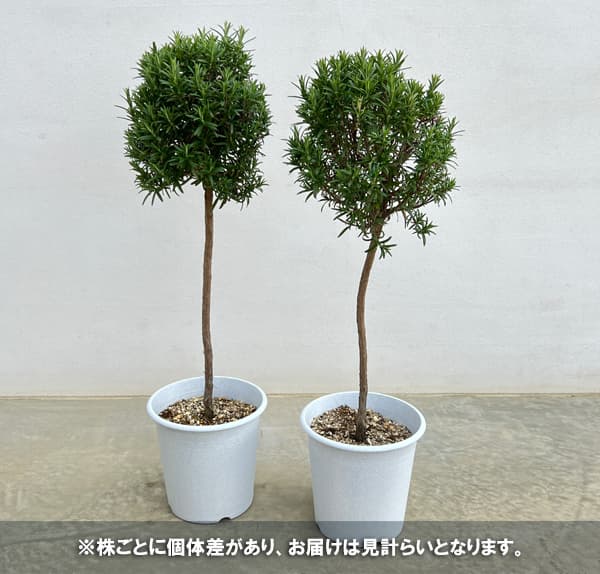 ローズマリー（立性）のスタンダード仕立て6号鉢植え