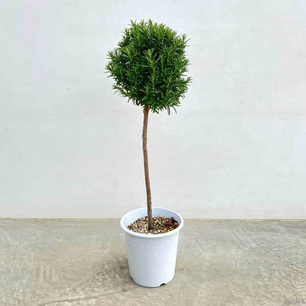 ローズマリー（立性）のスタンダード仕立て6号鉢植え