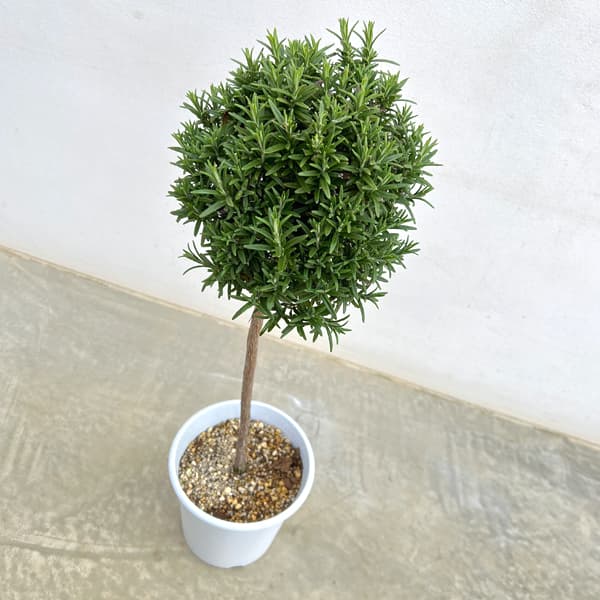 ローズマリー（立性）のスタンダード仕立て6号鉢植え