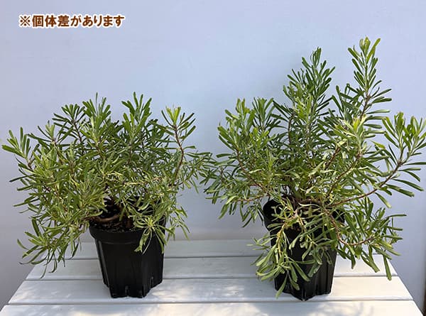 (わけあり特価)リューコスペルマム:カリプソゴールド 6号ポット