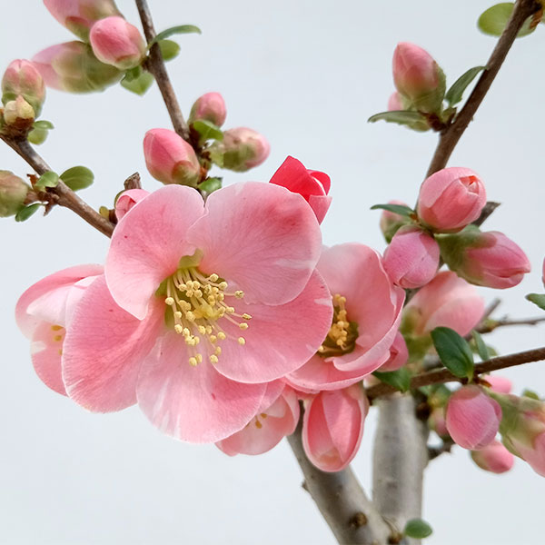 木瓜(ボケ)・放春花 高嶺錦 角鉢(咲分け保証品) 楽天市場】ボケ ( 木瓜 ) 超特大見本鉢 高嶺錦直径36cm(12号鉢)非売品