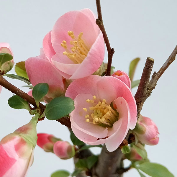 園芸ネット本店｜ボケ（木瓜）：高嶺錦（タカネニシキ）5号鉢植え の