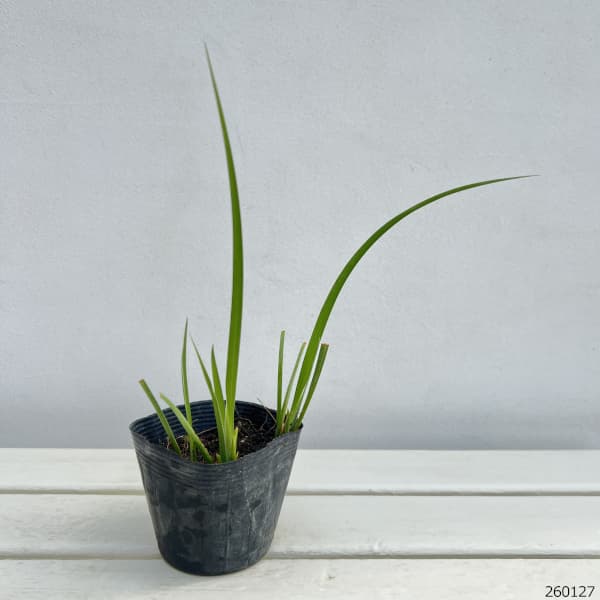 アヤメ：寒咲きアヤメ3.5号ポット*