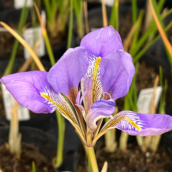 （わけあり特価）アヤメ：寒咲きアヤメ3.5号ポット*