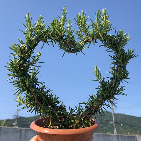 ローズマリー 這性(ほふく性）：マリンブルーのハート仕立て4号