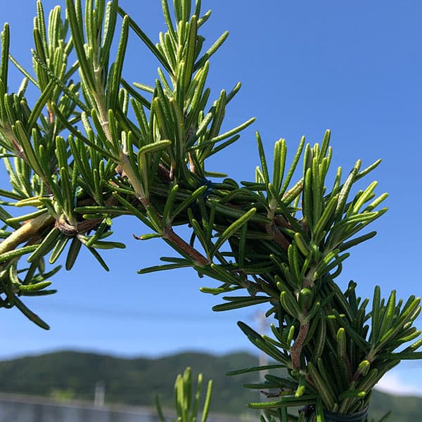 ローズマリー 這性(ほふく性）：マリンブルーのハート仕立て4号