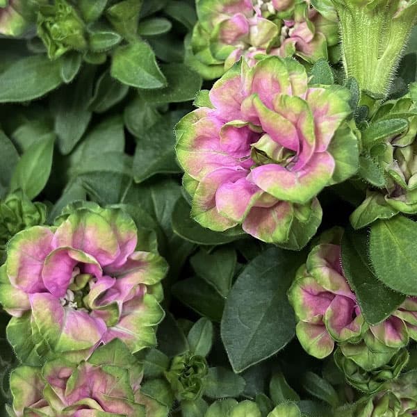 [26年3月中下旬予約]ペチュニア：プチヴェルデ　プチローザヴェルデ3.5号ポット