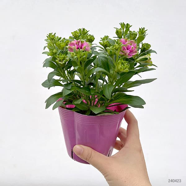 [26年3月中下旬予約]ペチュニア：プチヴェルデ　プチローザヴェルデ3.5号ポット