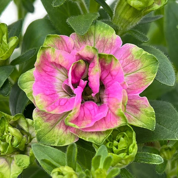 [26年3月中下旬予約]ペチュニア：プチヴェルデ　プチローザヴェルデ3.5号ポット