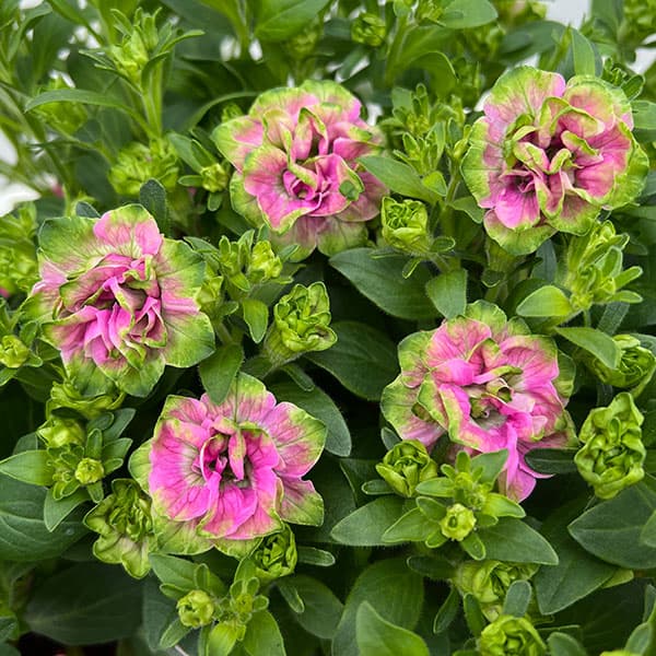 [26年3月中下旬予約]ペチュニア：プチヴェルデ　プチローザヴェルデ3.5号ポット