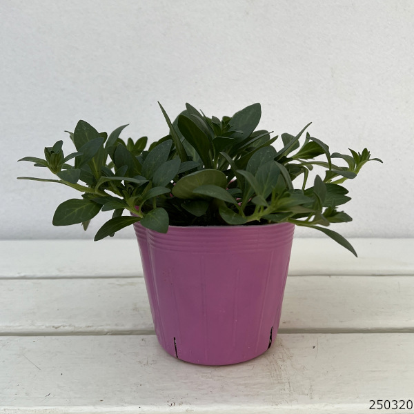 [26年3月中下旬予約]ペチュニア：プチヴェルデ　プチローザヴェルデ3.5号ポット