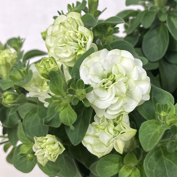 [26年3月中下旬予約]ペチュニア：プチヴェルデ　ピスタチオヴェルデ3.5号ポット