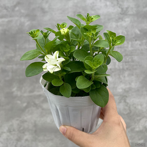 [26年3月中下旬予約]ペチュニア：プチヴェルデ　ピスタチオヴェルデ3.5号ポット