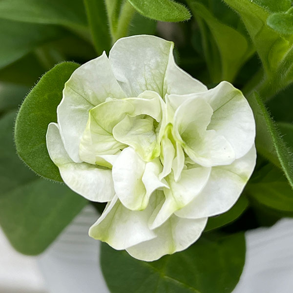 [26年3月中下旬予約]ペチュニア：プチヴェルデ　ピスタチオヴェルデ3.5号ポット